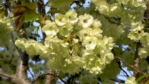Green Cherry Blossoms with Cloud Slowly Darkening - Kyoto, Japan - 4K Stock Footage 106671340