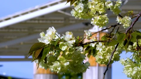 Green Cherry Blossoms Flowing in the Wind - Kyoto, Japan - 4K Stock Footage 106671936