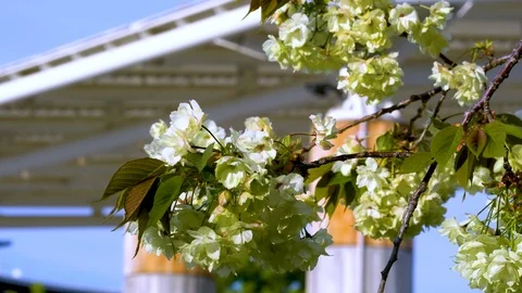 Green Cherry Blossoms with a Rooftop Building - Kyoto, Japan - 4K Stock Footage 106671801