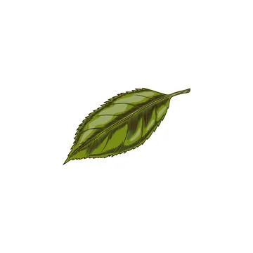 Green cherry leaf. Ilustración de archivo