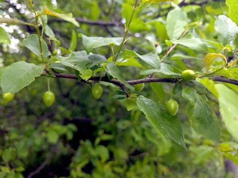 Green Cherry Plums Grow on Branches During Spring in Natural Setting Stock Photos