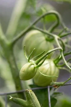 Green Cherry Tomato Stock-Fotos
