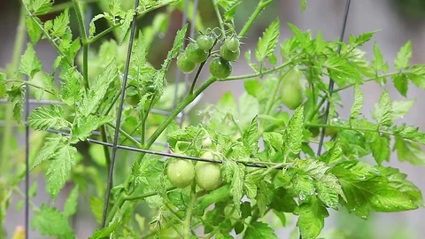 Green cherry tomatoes after a rain Stock Footage 88711518