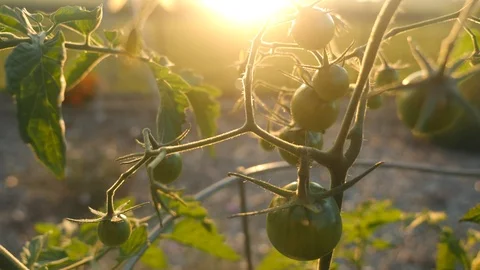 Green cherry tomatoes in a garden Stock-Footage 116211010