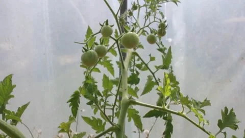Green cherry tomatoes in a greenhouse Video stock 243108380