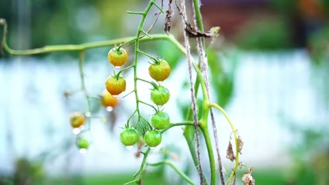 Green cherry tomatoes growing in the bed of a home garden close-up on a blurred Stock Footage 220406484