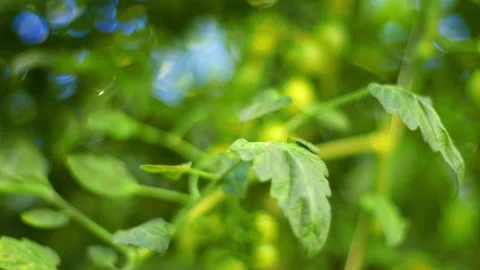 Green cherry tomatoes hanging on a branch, green cherry tomatoes will soon ripen 库存影片 257304946