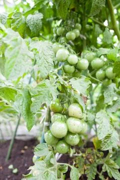 Green cherry tomatoes Stock Photos