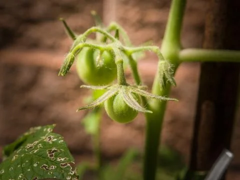 Green Cherry Tomatoes Stock Photos