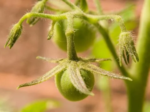 Green Cherry Tomatoes Stock Photos