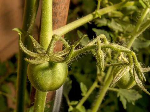 Green Cherry Tomatoes Stock Photos