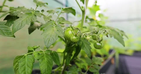 Green cherry tomatoes on the vine Stock Footage 200832627