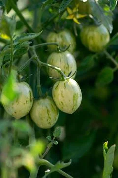 Green Cherry Tomatoes On Vine Stock Photos