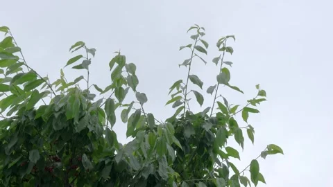 Green Cherry Tree Branches Blowing in Wind Against Overcast Rainy Sky Video stock 337722100