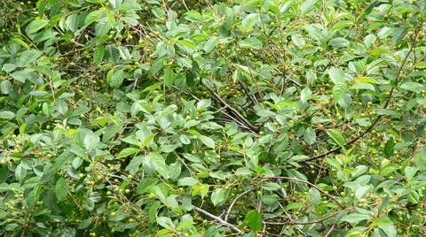 Green cherry tree leaves and unripe berries fill the frame Stock Footage 50948890