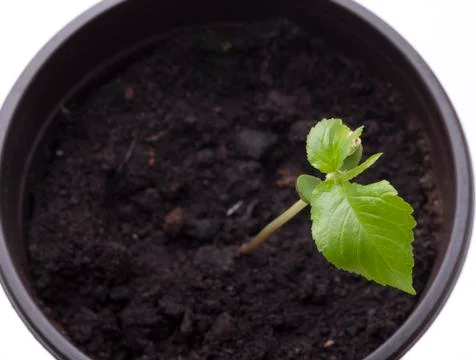 Green cherry tree Stock Photos