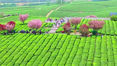 Green chessboard tea fields, dotted with cherry blossoms Stock Footage 311537588
