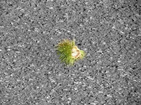 Green chestnut curl Foto stock