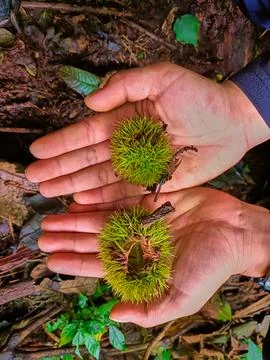 Green chestnut kernel Foto stock