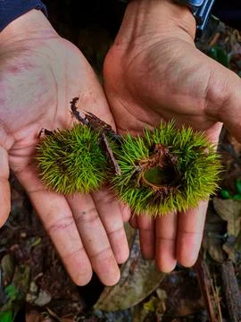 Green chestnut kernel Stock Photos