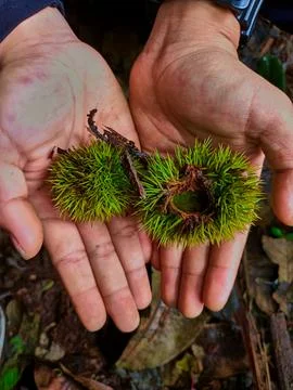 Green chestnut kernel Stock Photos