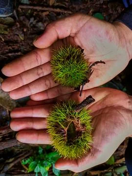 Green chestnut kernel Stock Photos