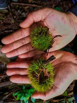 Green chestnut kernel Foto stock