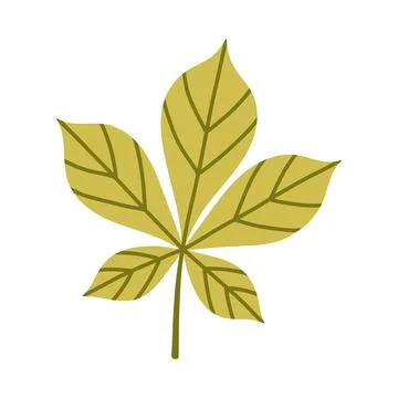 Green chestnut leaf isolated on white background. Simple autumn fall leaf for イラスト素材