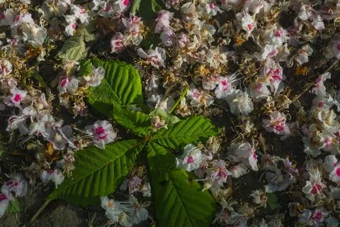 A green chestnut leaf lies on small flowers. Top view 스톡 사진