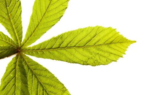 Green chestnut leaf Stock Photos