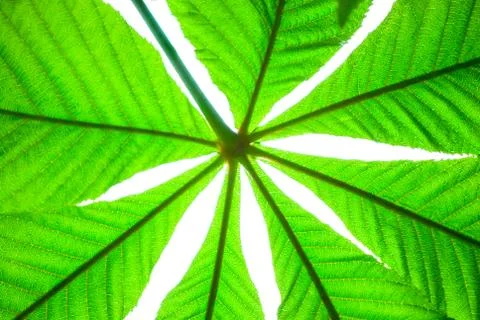 Green chestnut leaf in spring isolated Stock Photos