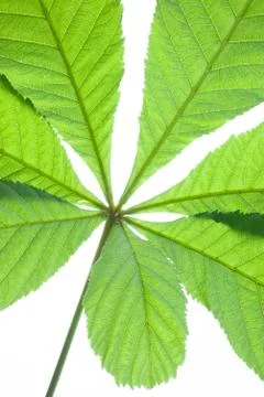 Green chestnut leaf in spring isolated Stock Photos