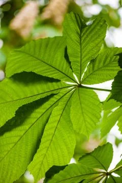 Green chestnut leaf in spring Stock Photos
