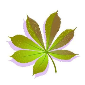 Green Chestnut leaf textured with shadow, isolated on white background Stock Illustration
