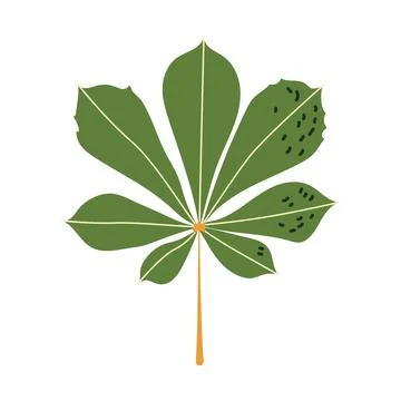 Green chestnut leaf vector autumn illustration with textured details 스톡 일러스트