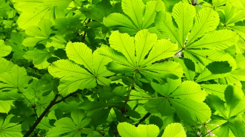 Green chestnut leaves in the backlight in the rays of the sunset.  Stock-Footage 313375743