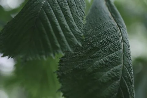 Green chestnut leaves macro, outdoors in the summer garden Stock Photos