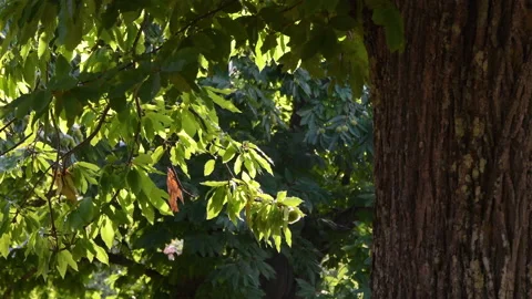 Green chestnut leaves move in the wind with the sunlight illuminating them Video stock 162241791