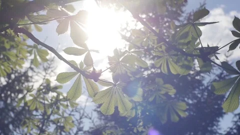 Green Chestnut Leaves through the sunshine Stock Footage