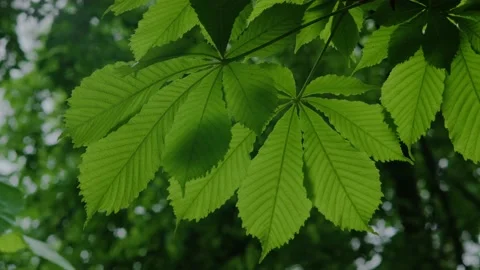 Green chestnut leaves on a tree Stock Footage 194114910