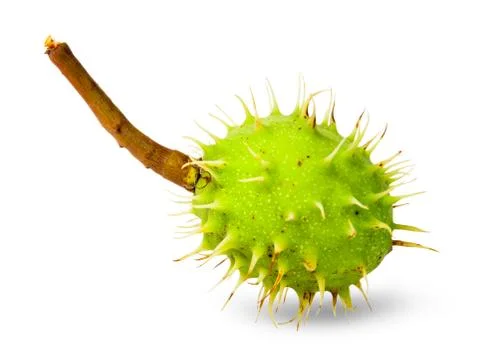 Green chestnut in the rind Stock Photos