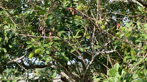 Green chestnut tree with branches and spiky fruit in natural environment Stock Footage 344815746