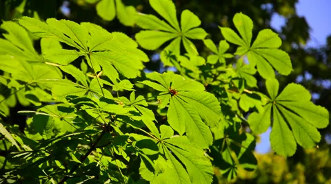 Green chestnut tree leaves Stock Footage 40668084