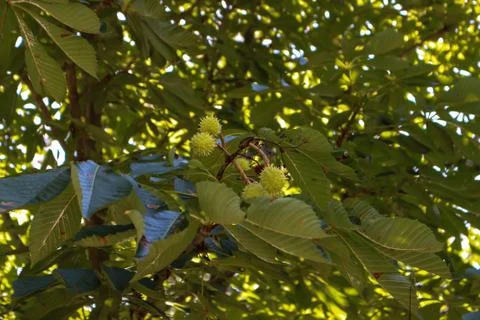 Green chestnut in the tree Stock Photos