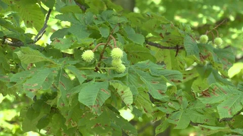 Green chestnut tree in summer Stock Footage 159238654