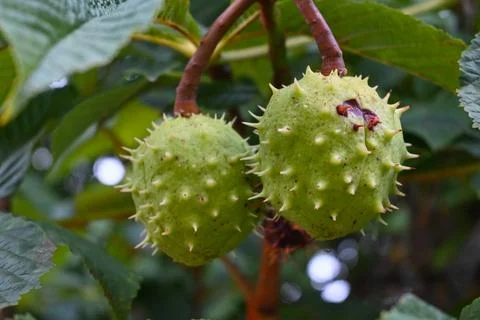 Green chestnuts growing on a tree 스톡 사진