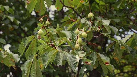 Green Chestnuts Hanging on Branch of Tree With Autumn Leaves Stock Footage 304395288