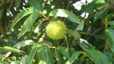 Green Chestnuts shaking in the wind 库存影片 162601244