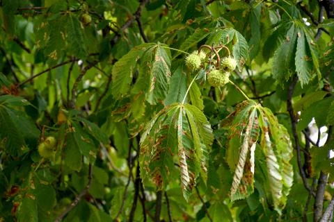 Green chestnuts on tree Stock Photos