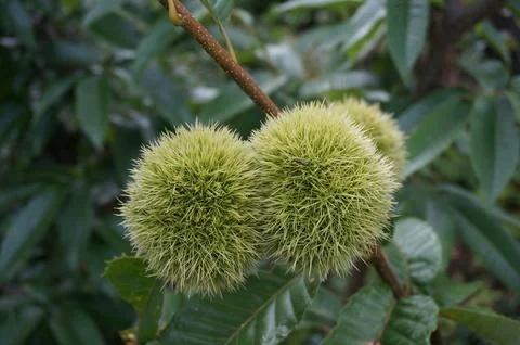 Green chestnuts on tree. Stock Photos